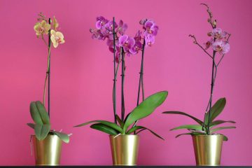 L’orchidée – nova zadarska slastičarnica