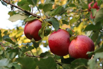 Jesenski festival: Dani gljiva i jabuka u Novigradu
