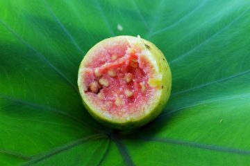 Guava – tropsko voće puno vitamina