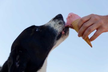 Kraj pasjim vrućinama: Ben&Jerry’s predstavio poseban sladoled namijenjen četveronožnim ljubimcima