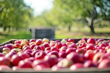 Zbog pesticida: s tržišta su povučene jabuke