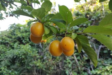 Jesu li ovi sočni plodovi sladili i vaše djetinjstvo: saznajte više o amuli Jesu li ovi sočni plodovi sladili i vaše djetinjstvo: saznajte više o amuli