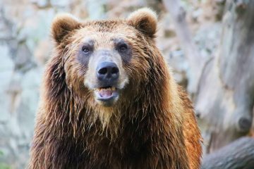 „Iš’o medo u dućan“: veliki smeđi medvjed za sebe je odabrao najbolje slatkiše „Iš’o medo u dućan“: veliki smeđi medvjed za sebe je odabrao najbolje slatkiše