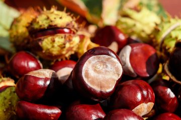 Jesenski plodovi za ukusne slastice: po svježe šumske plodove uz dozvolu za branje