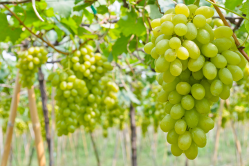 Hrvatska nije samodostatna u proizvodnji grožđa: cijene za kilogram omiljenih zrna divljaju