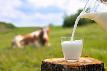 Ministarstvo se hvali, mljekari negoduju: nikad veća razlika u otkupnim i prodajnim cijenama mlijeka