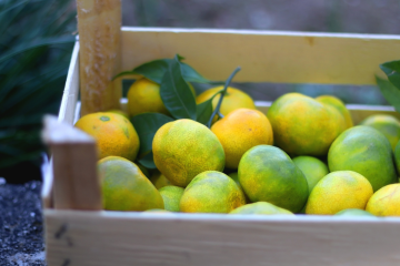 Uništene hrvatske mandarine: sadržavale nedozvoljeni pesticid