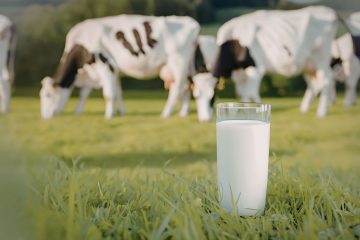 Hrvatsko mljekarstvo tone: brojke uvoza opako rastu